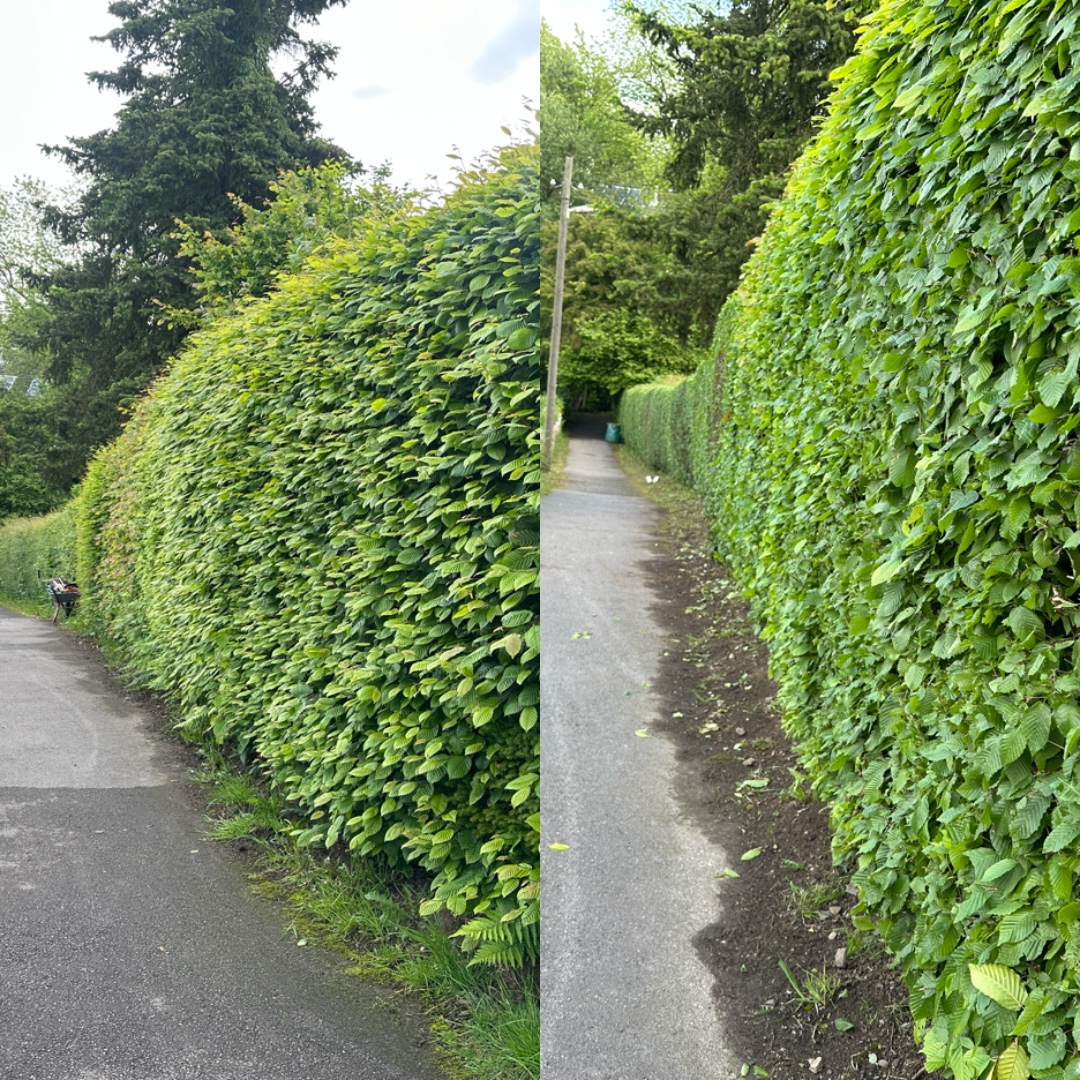 Lange Hecke in Form